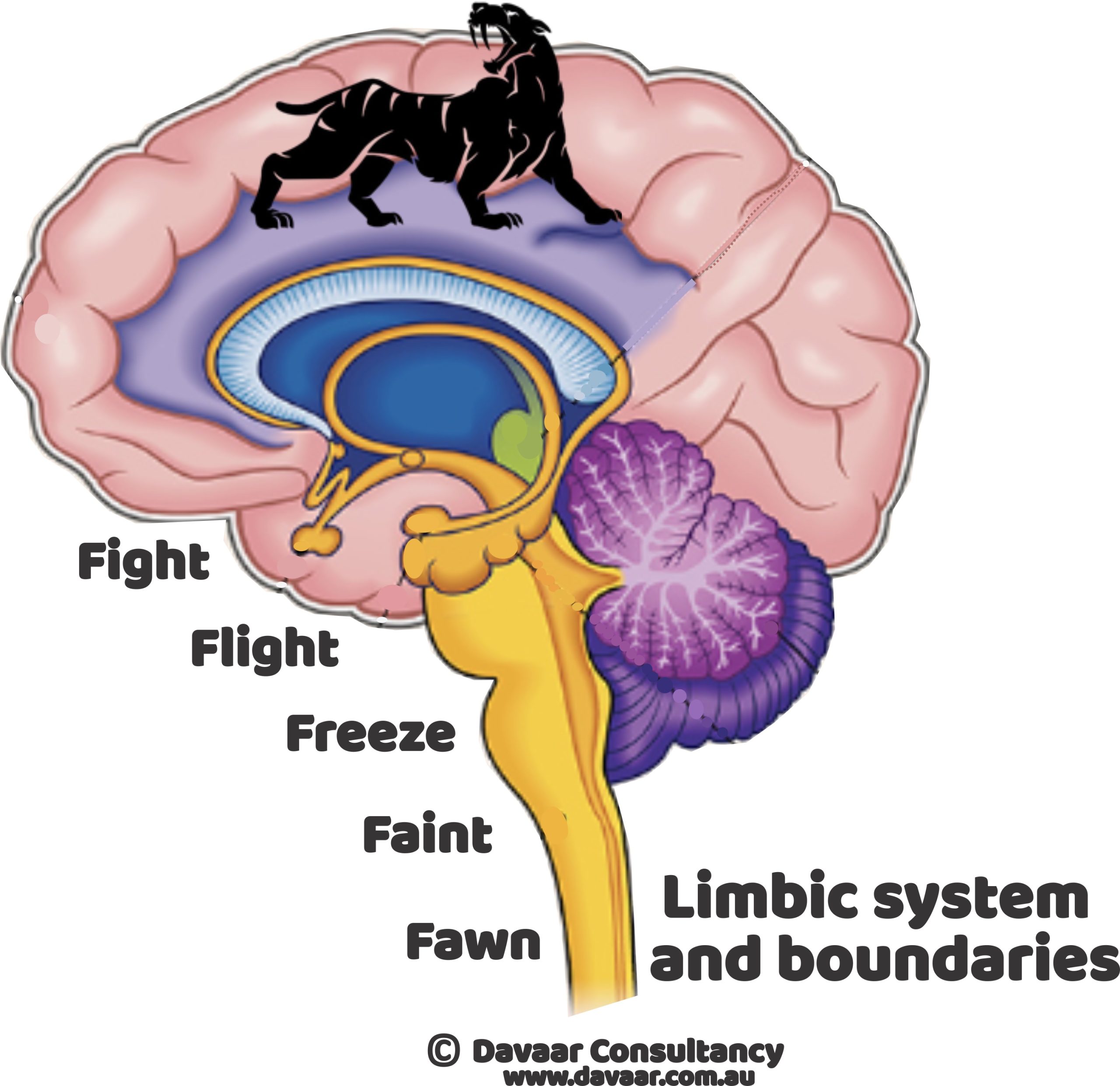 The Limbic System - Davaar Consultancy